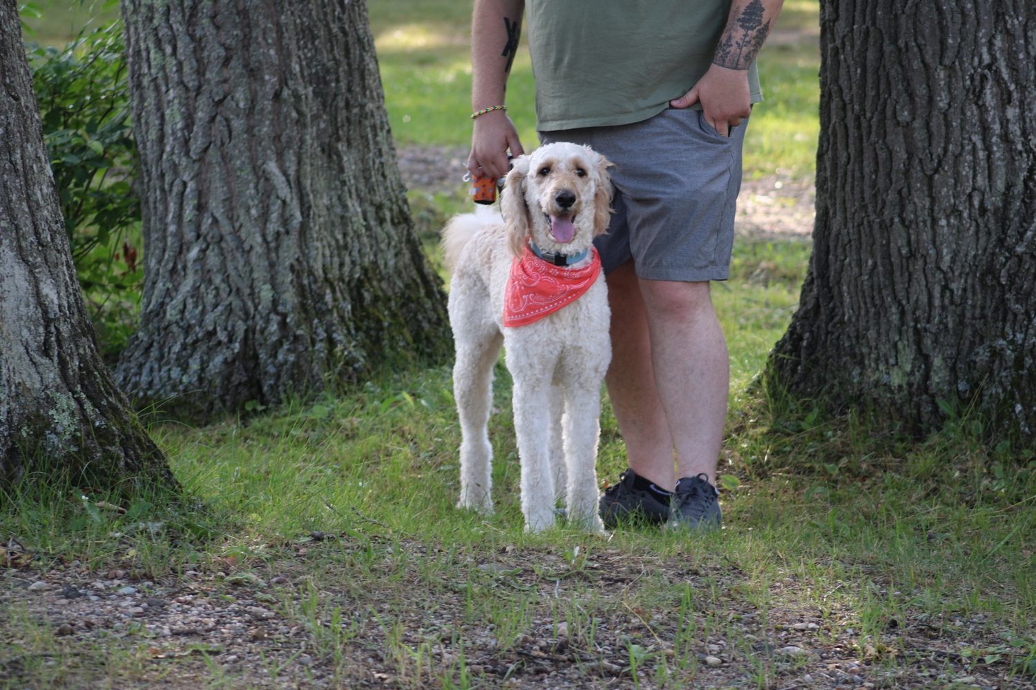White fluffy dog wearing a red bandana standing beside a person in a park between two trees.