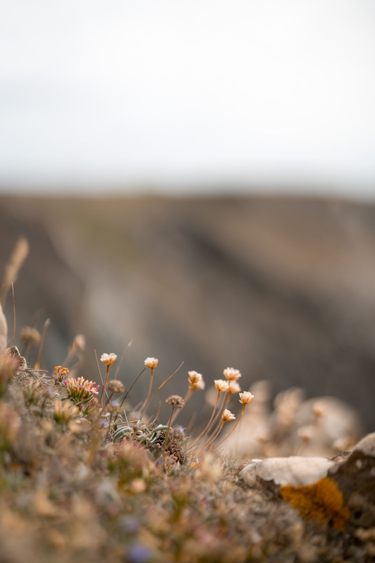 petites fleurs chemin durdle door sur la jurassic coast en angleterre
