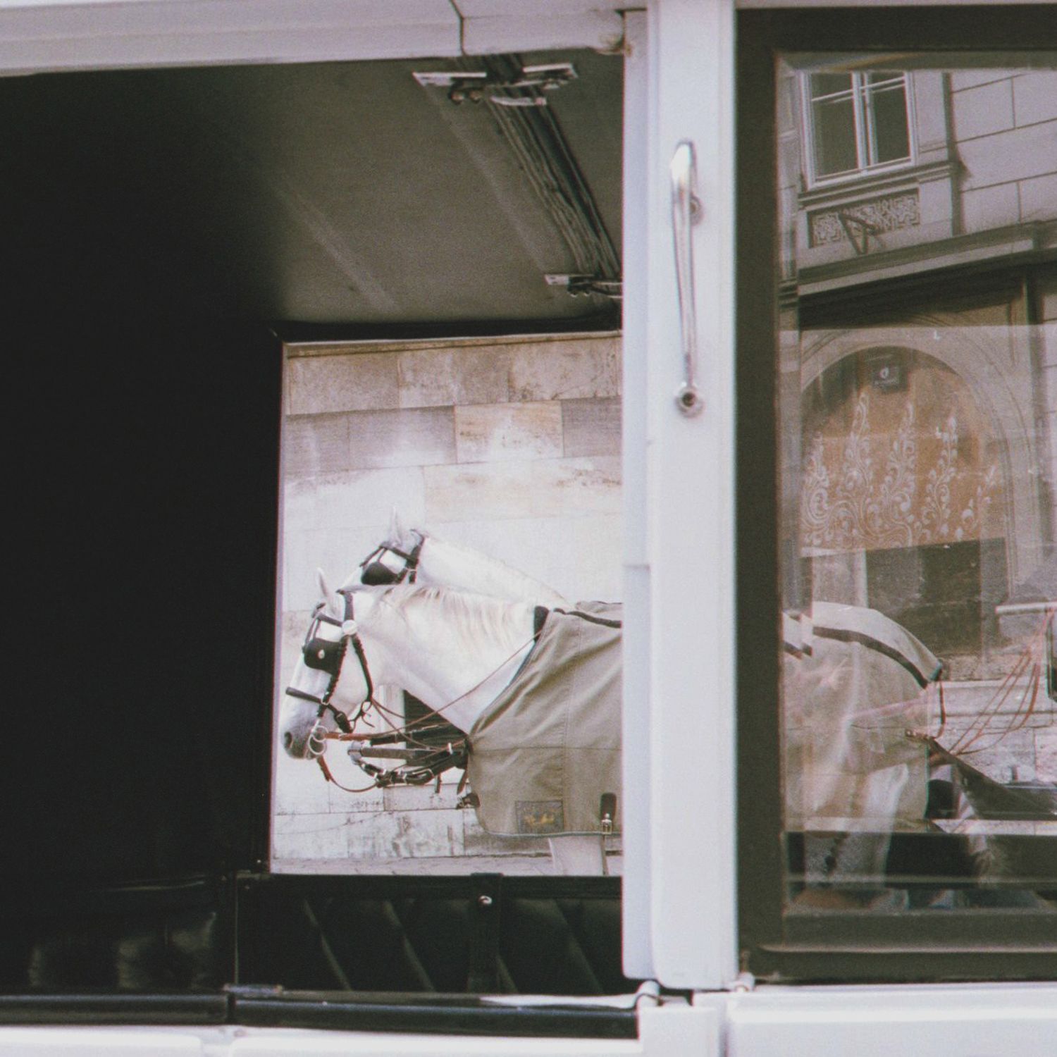 horses pictures through a window