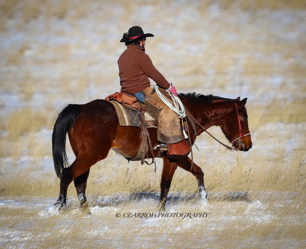 A rider in western attire sits atop a dark horse in golden grassland.