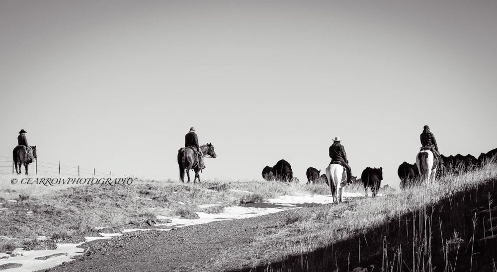 Silhouetted riders herding cattle along hilltop ridge in black and white landscape.