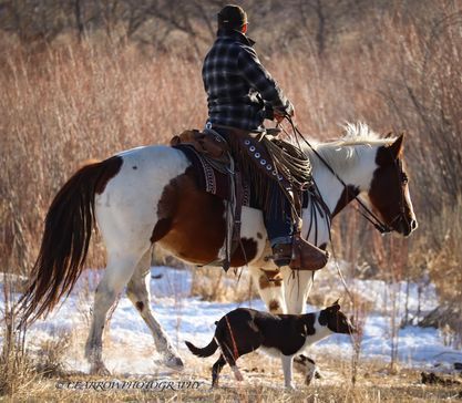 A rider on a paint horse travels through snowy terrain with a herding dog.