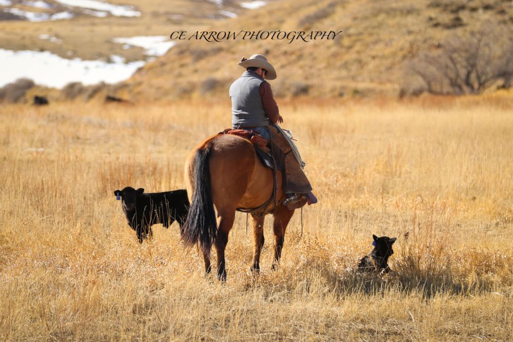 A rancher riding a brown horse in a snowy field with black cattle dogs.