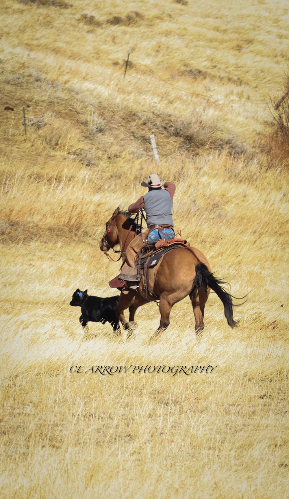 A rancher on horseback herds cattle through golden prairie grasslands.