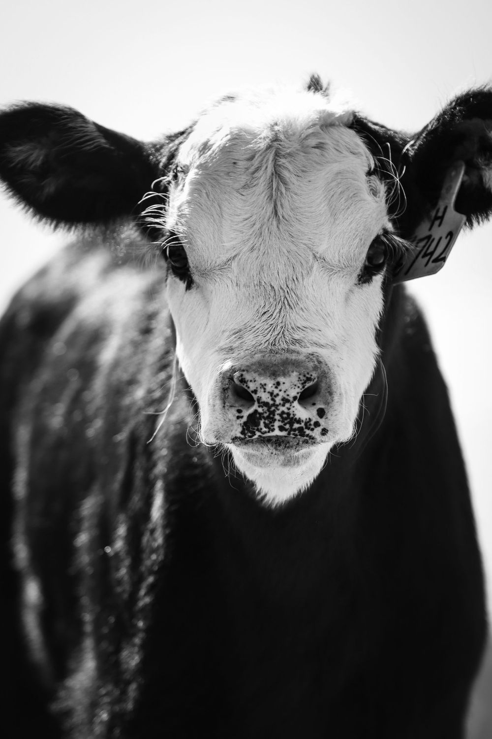 Close-up black and white portrait of a young calf's face showing distinctive markings.