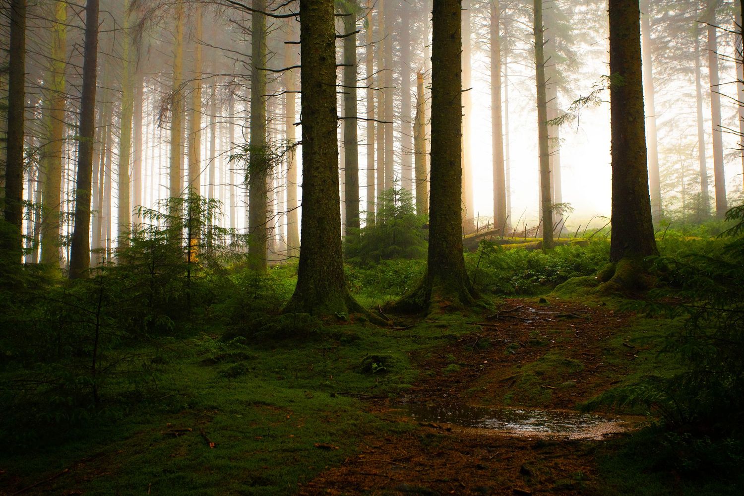 Landscapes