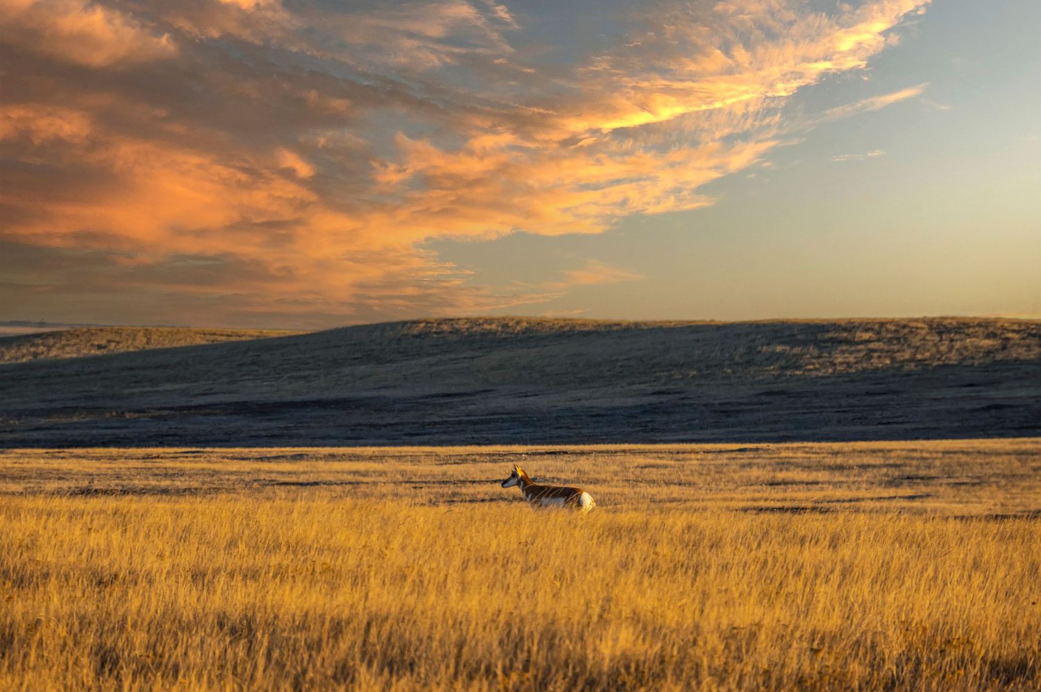 Lone antelope grazes in golden prairie grass field during vibrant sunset.