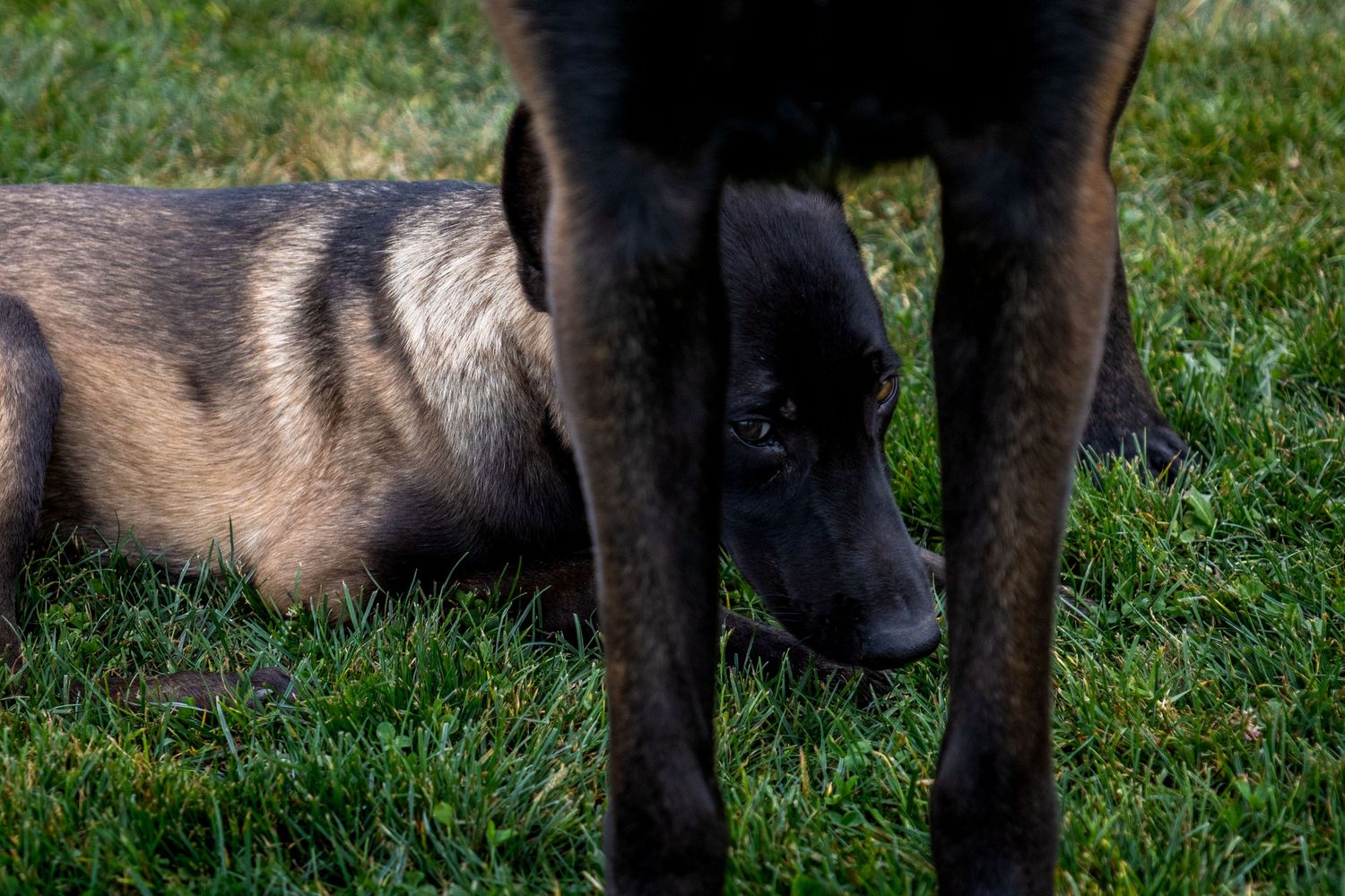 Close-up shot of a black dog's face and neck in grassy outdoor setting.