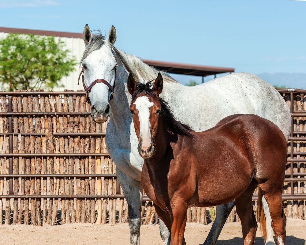 White mare and bay foal standing together in front of wooden fence.