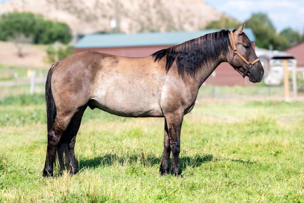 Roan horse standing in pasture showing full body conformation against mountain backdrop.