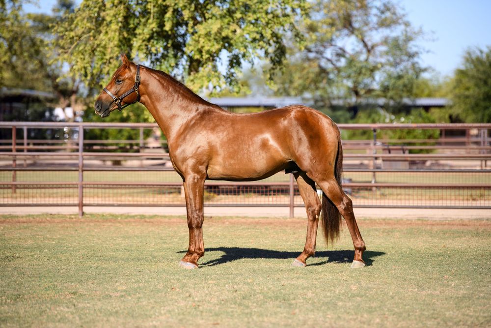 Side view of a chestnut horse standing in a fenced arena on a sunny day.