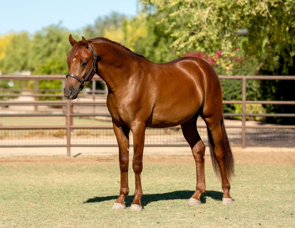 Multiple views of a brown horse standing in a sunny paddock with wooden fencing.