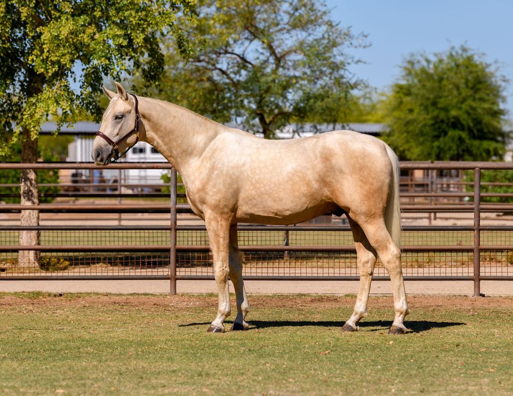 White horse photographed from different angles in a grassy fenced arena.