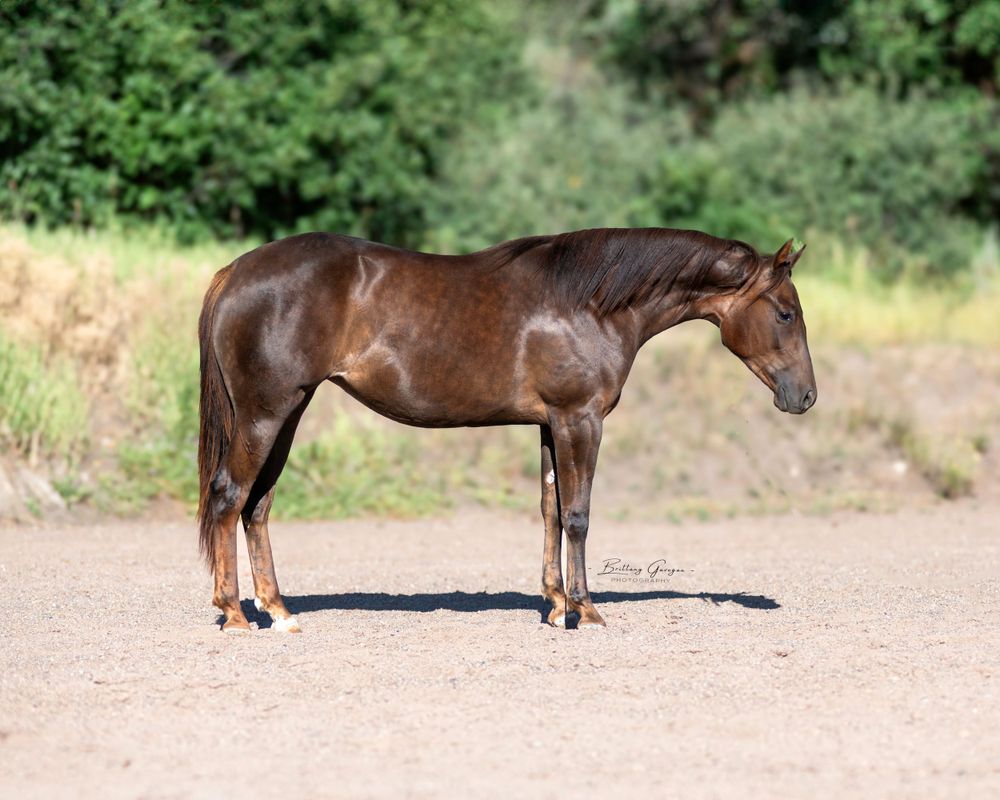 Bay horse standing in profile on dirt ground showing conformation and muscular build.