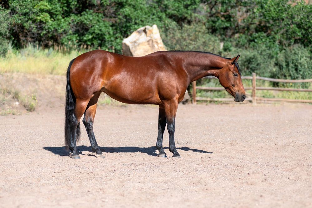 Brown horse standing in profile on dirt arena showing athletic build and conformation.