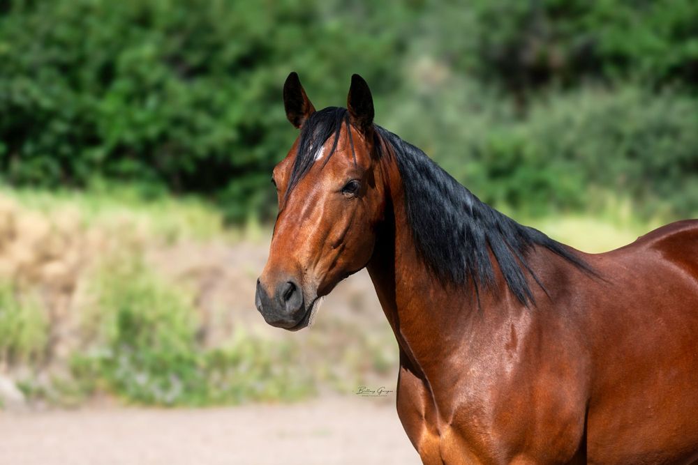 Portrait of bay horse with black mane showing refined head and alert expression.