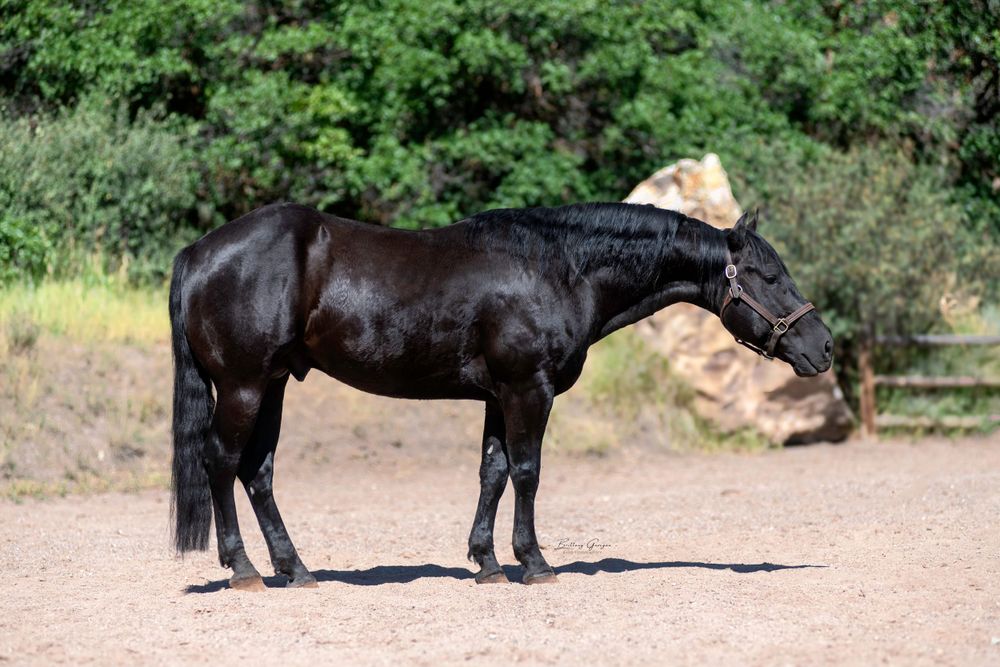 Black horse standing in outdoor arena with dark coat gleaming in sunlight.