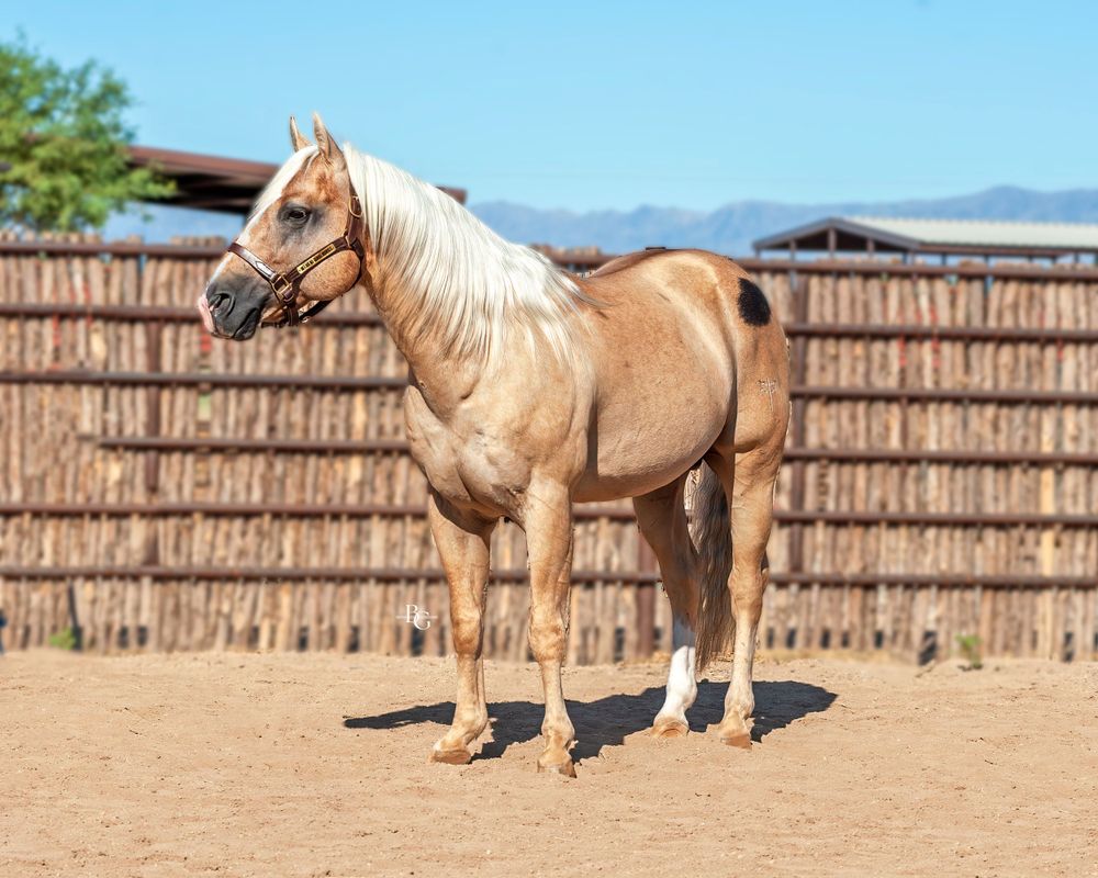 Palomino horse standing in front of wooden fence showing full conformation.