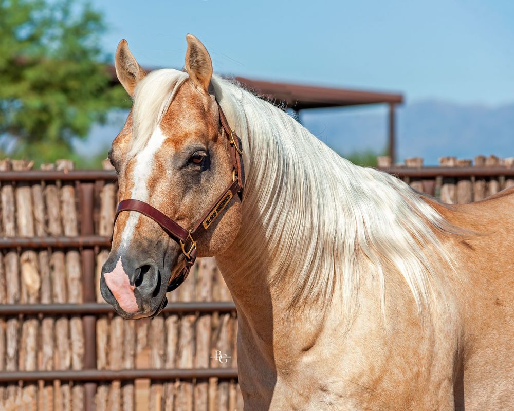 Close up of palomino horse wearing red halter against wooden fence background.