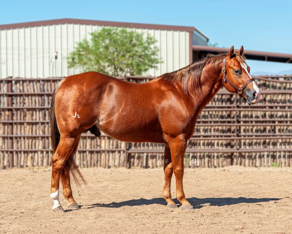 Chestnut horse with white markings standing in profile showing muscular build.