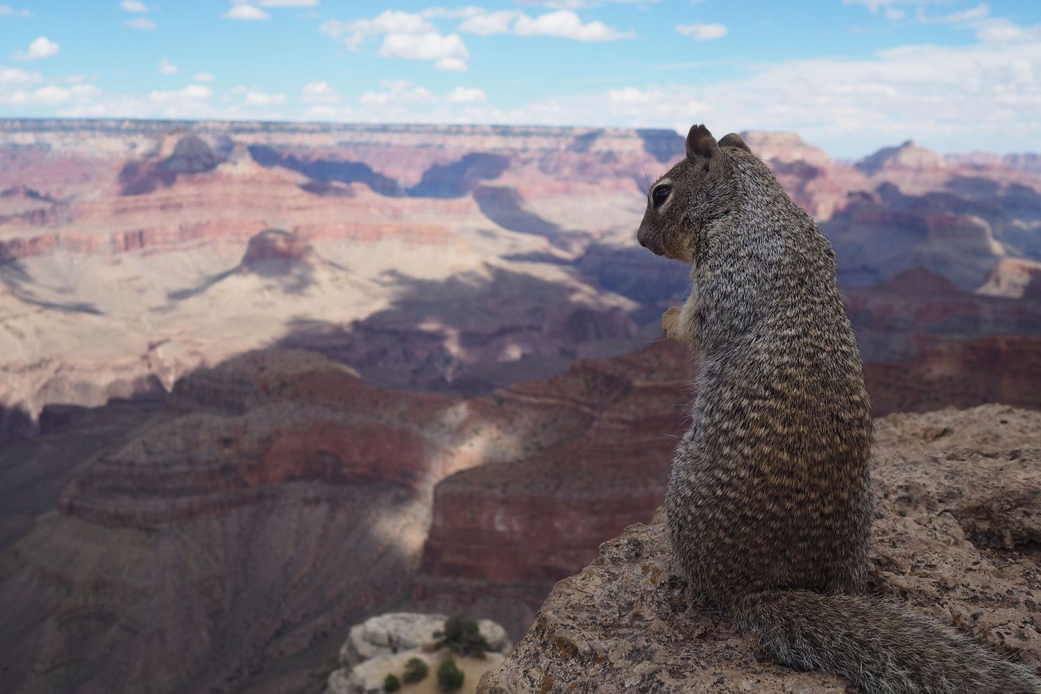 Squirrel looking over Grand Canyon.