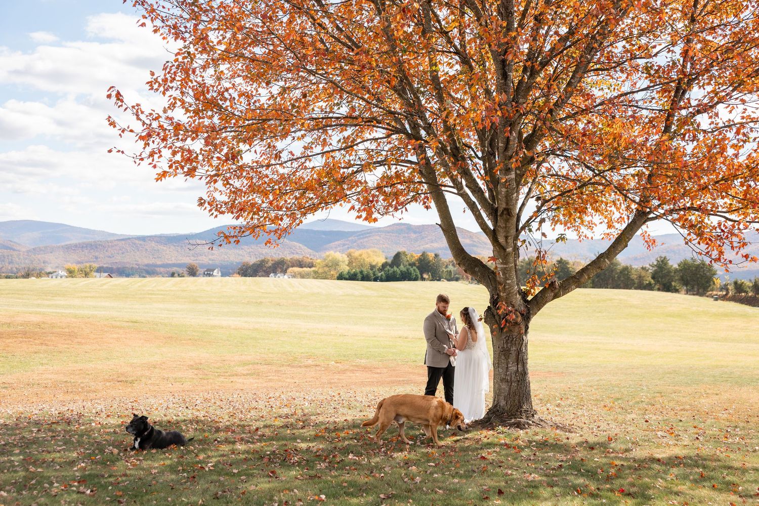 A tree with orange autumn leaves stands against a golden field and mountains in the distance.