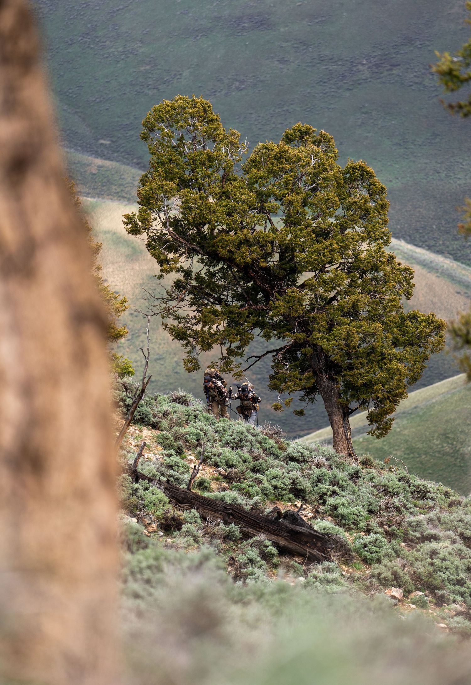 Lone tree growing on steep mountainside with sage brush and rocky terrain.