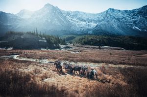 Panoramic mountain landscape with snow-capped peaks and evergreen forest in rugged wilderness terrain.