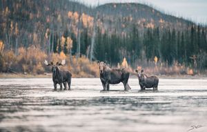 Moose standing in misty winter landscape with snow-covered mountains in background.