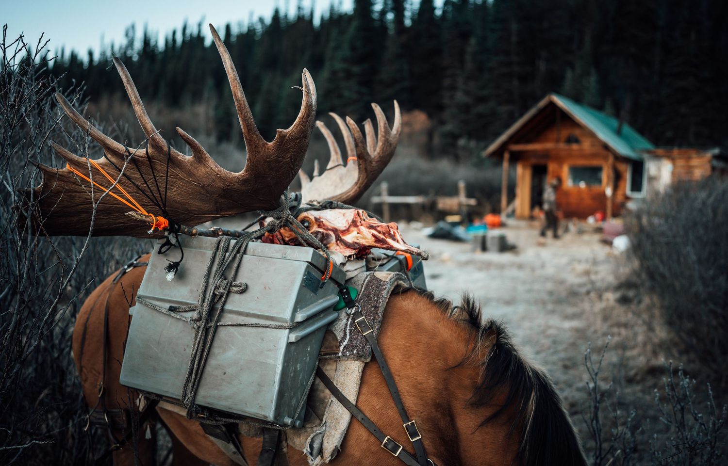 Moose antlers and hunting gear loaded on pack animals in a wilderness setting.