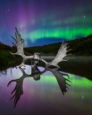Moose antlers silhouetted against vibrant purple and green northern lights over a reflective lake.
