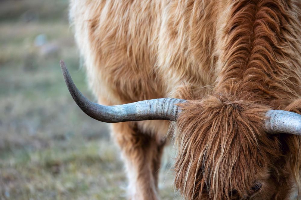 Close-up of a Highland cow's horn and shaggy brown fur.