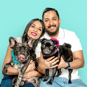Two black pugs with bows being held against blue background.