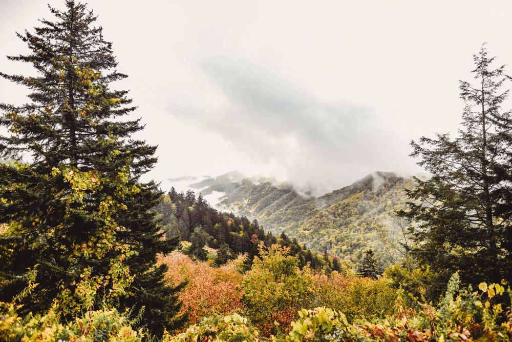 Mountain landscape with evergreen trees and autumn foliage against misty peaks in warm sunlight.