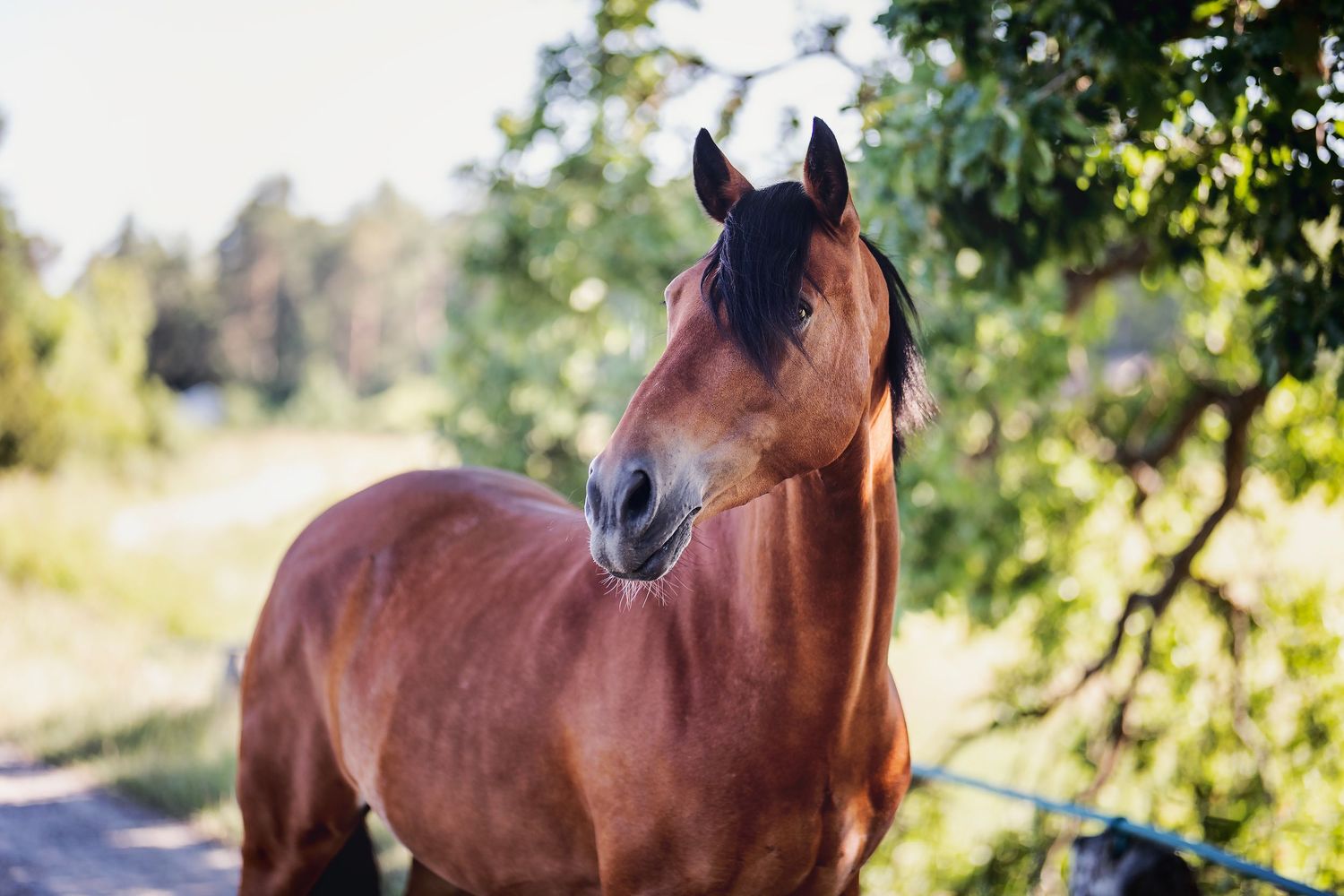 Horse, dress