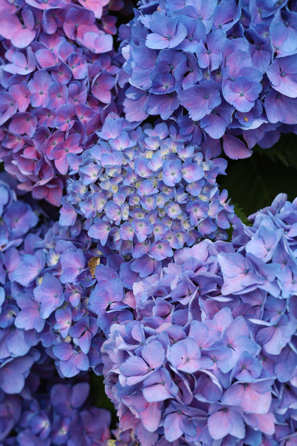 Close-up of lush blue and purple hydrangea blooms creating a dense floral display.