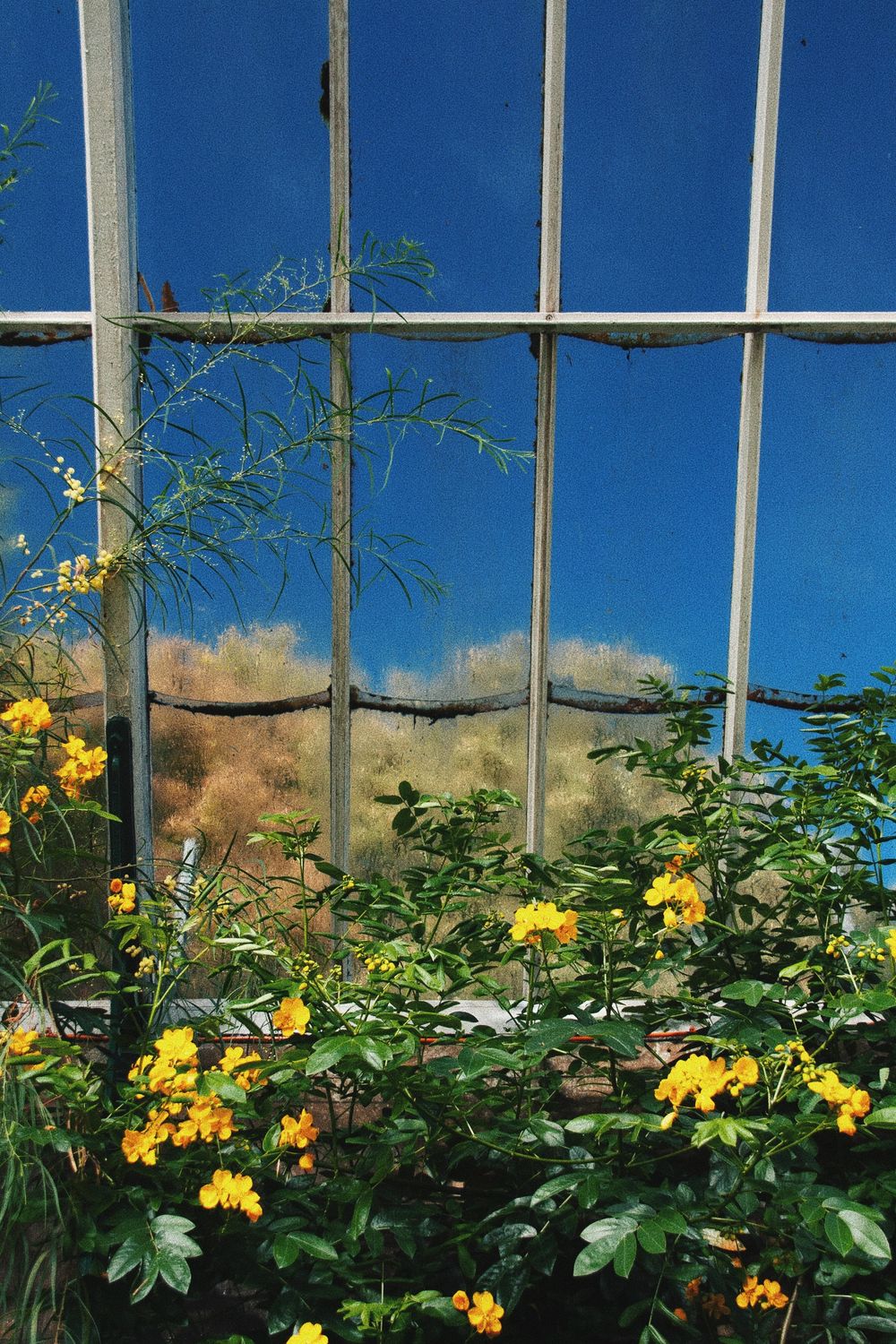 Yellow roses climb along greenhouse windows against bright blue sky.