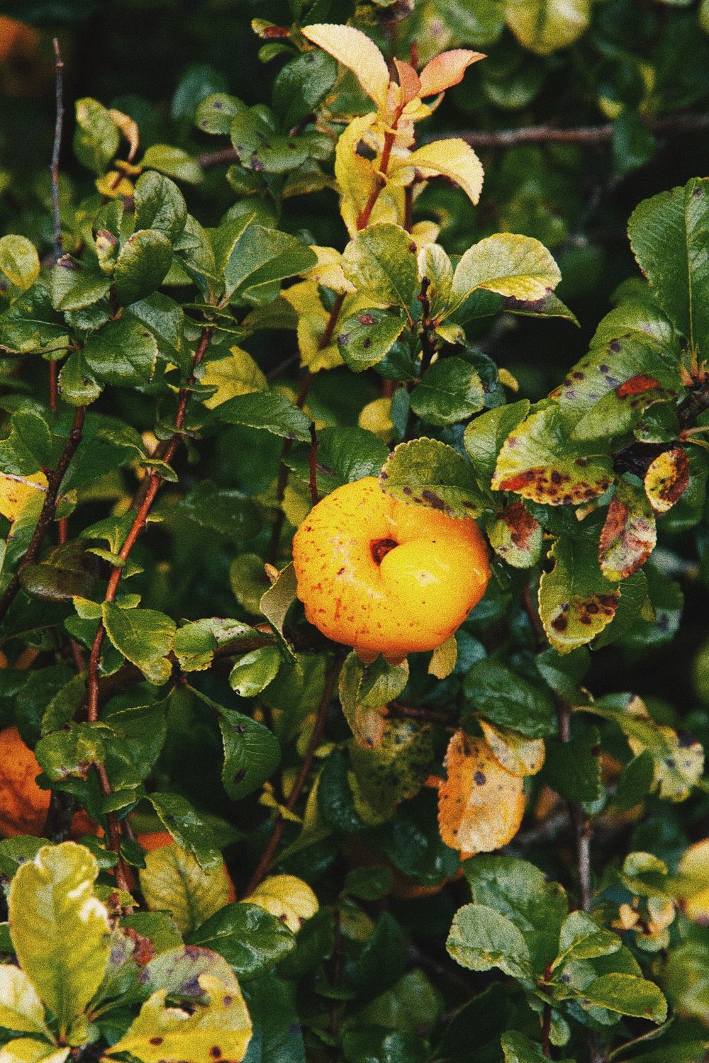 Ripe orange quince fruit hanging among green and yellow leaves.
