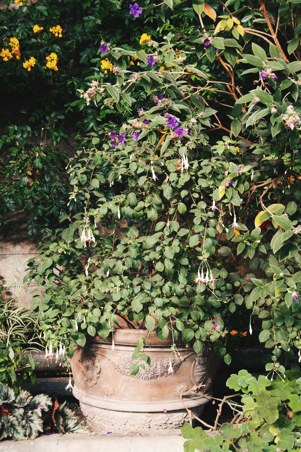 Leafy plants and colorful flowers grow abundantly in terracotta pots along a garden wall.