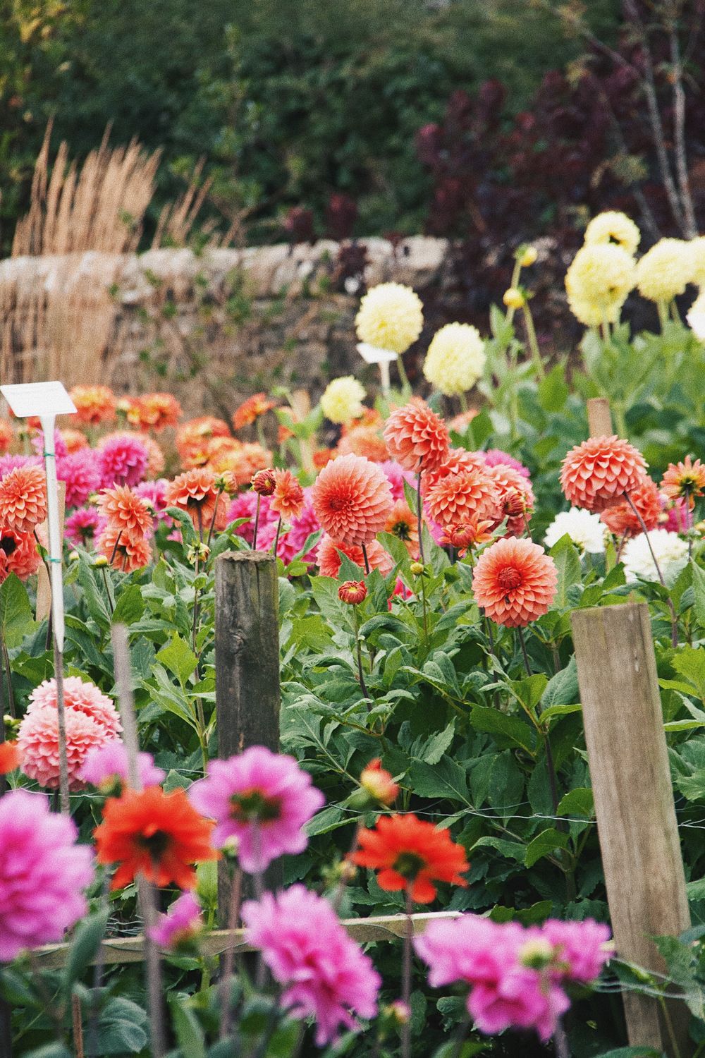 Colorful garden bed filled with blooming dahlias in pink, orange, and yellow shades.
