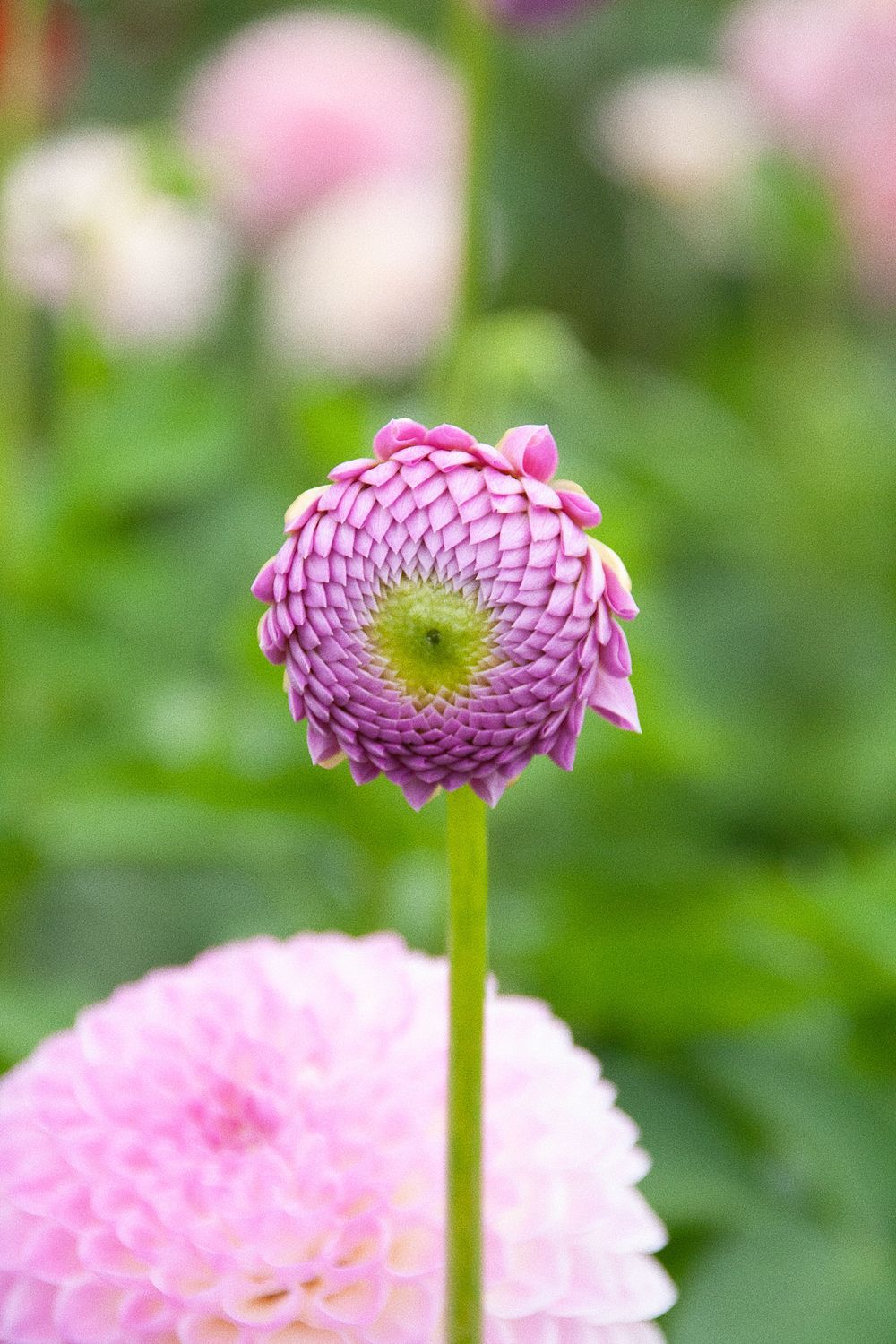 Delicate pink dahlia flowers with perfectly symmetrical petals against a soft blurred background.