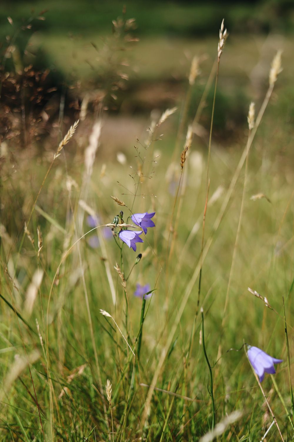 Purple bellflowers sway gently among tall grass in a meadow setting.