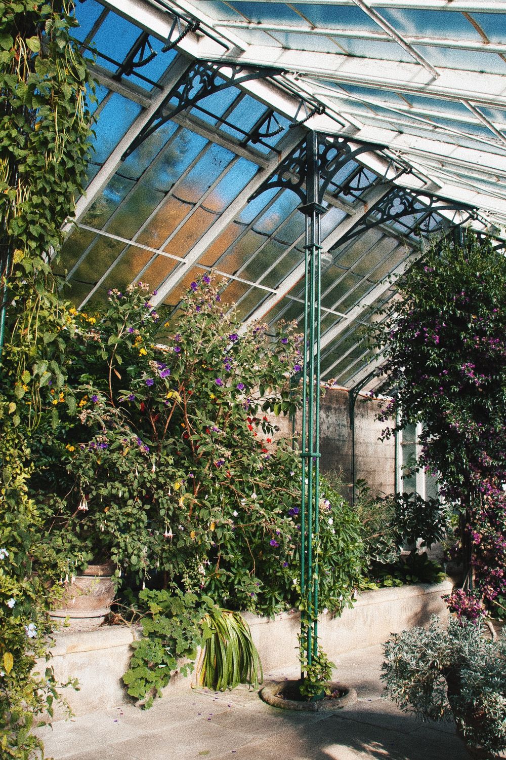 Sunlit greenhouse interior with climbing plants and flowers growing along glass walls.