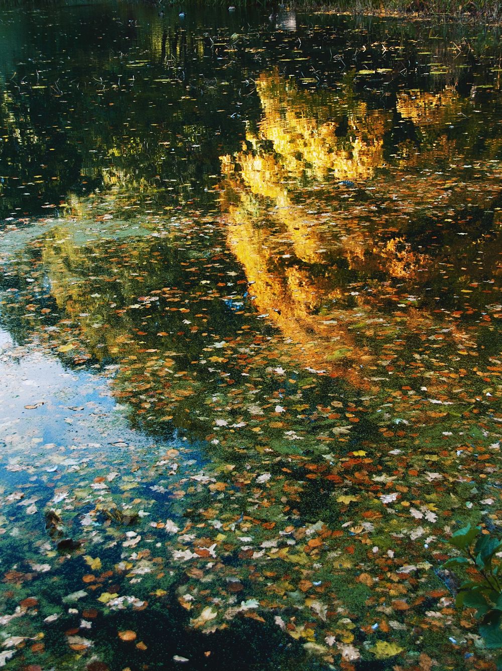 Autumn leaves float on dark pond water with golden light reflections.