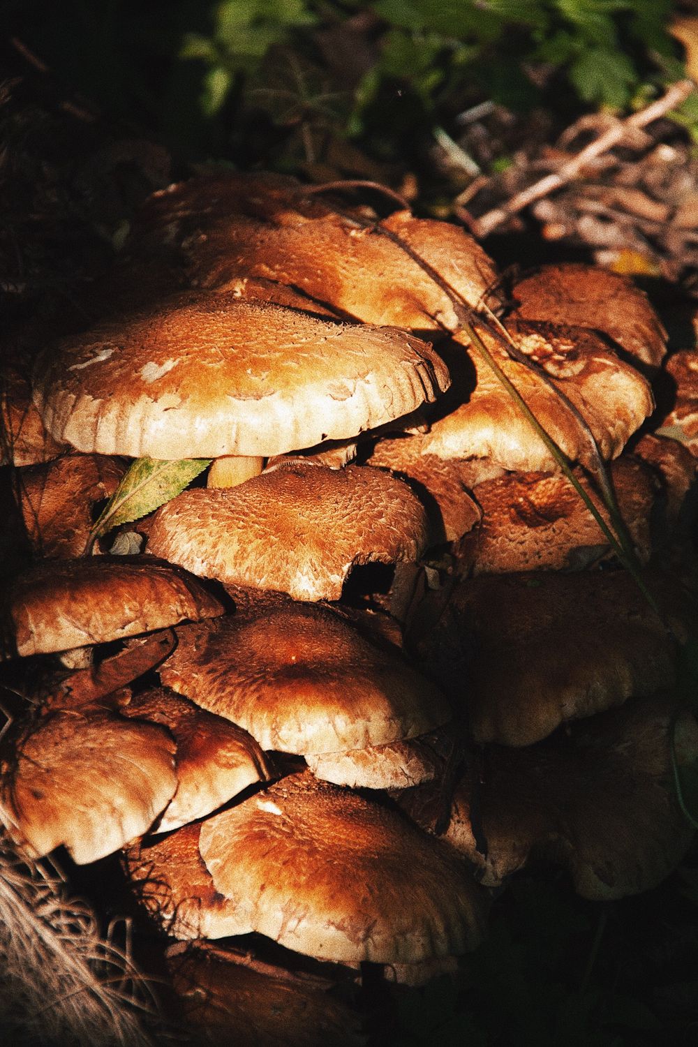 Cluster of brown mushrooms growing naturally on forest floor in dark lighting conditions.