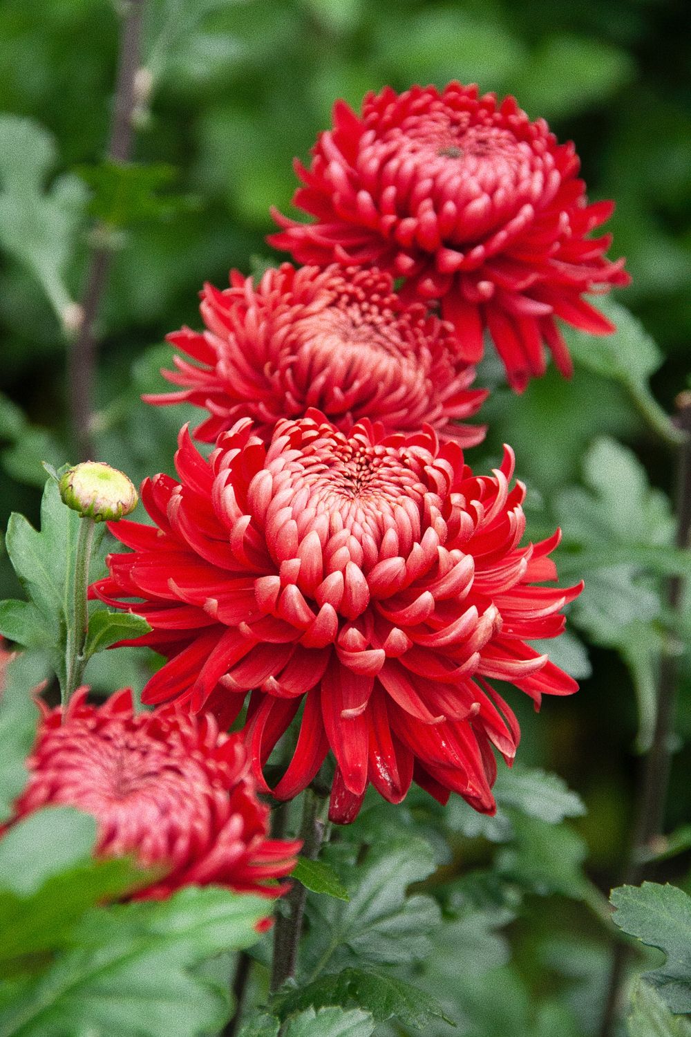 Vibrant red chrysanthemum flowers blooming in a garden with multiple layered petals.