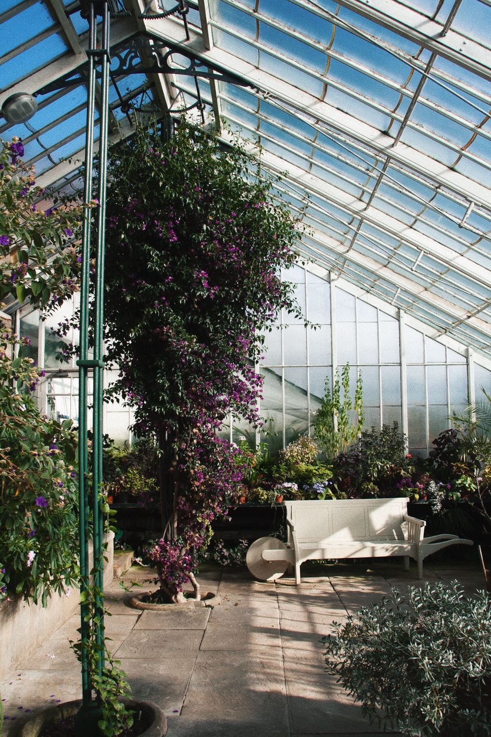 Sunlit greenhouse interior with white wicker furniture and climbing purple flowers.
