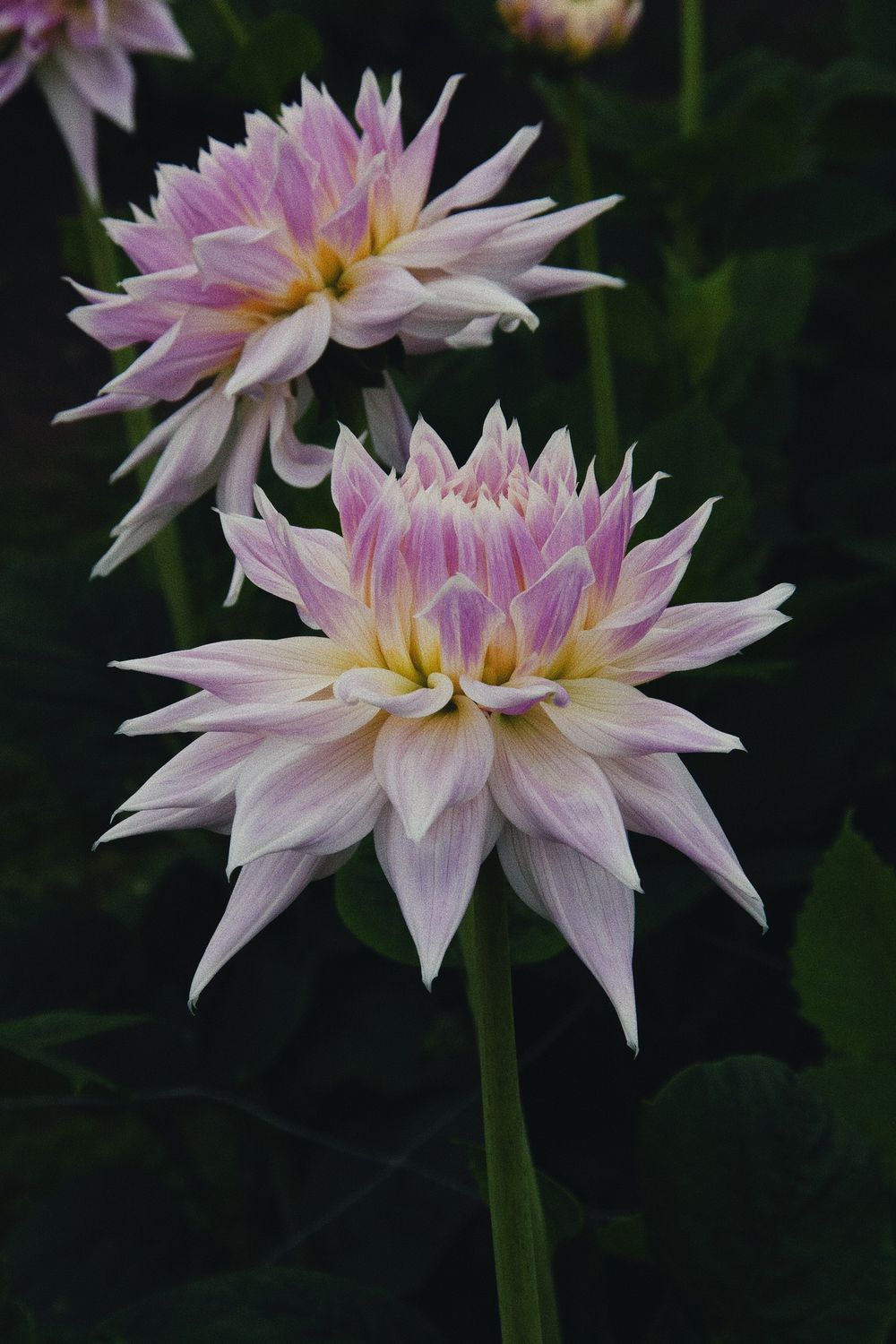 Two pink and white dahlia flowers with pointed petals against dark background.