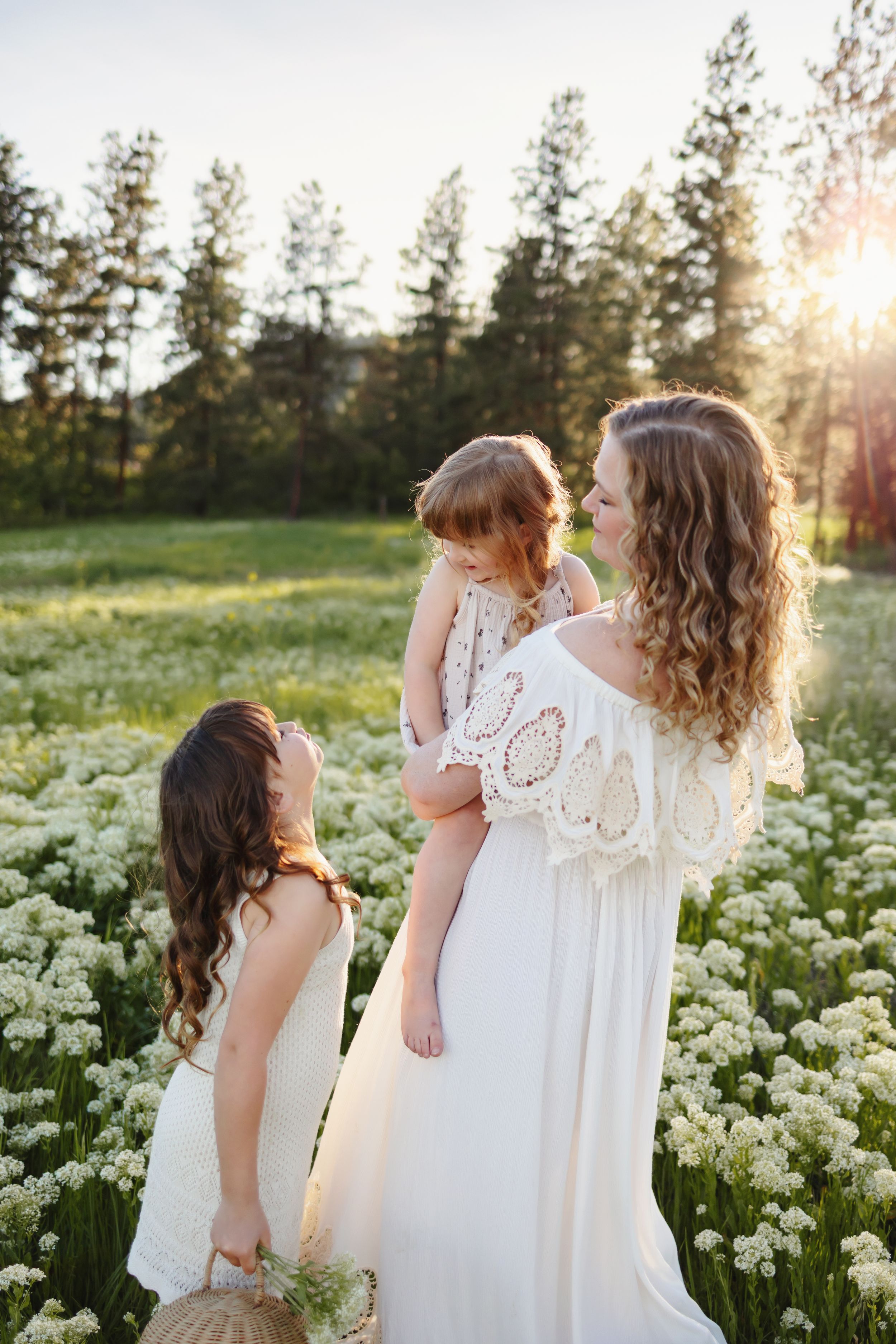 A gentle summer evening scene in a wildflower meadow with tall pine trees and golden sunlight filtering through.
