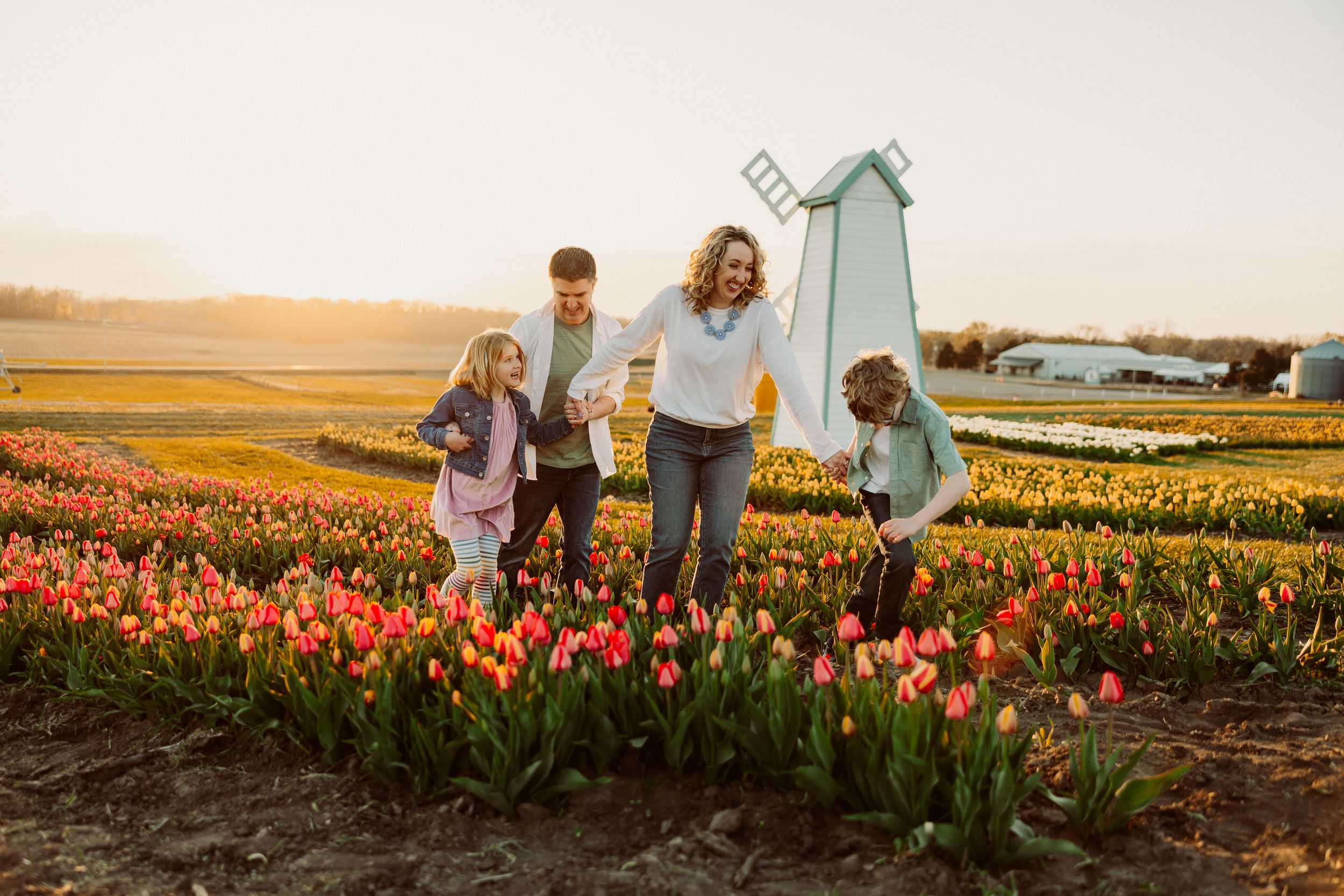 Family walking through blooming tulip fields at sunset near a windmill.